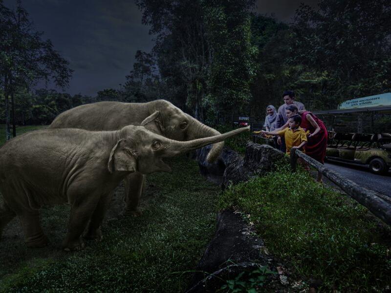 Night Safari Admission With Tram Ride