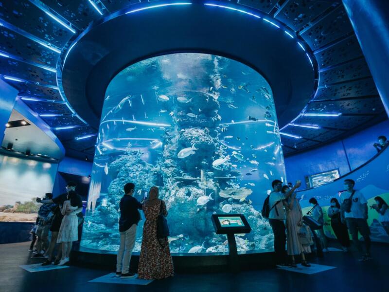 Dolphin Exploration Experience