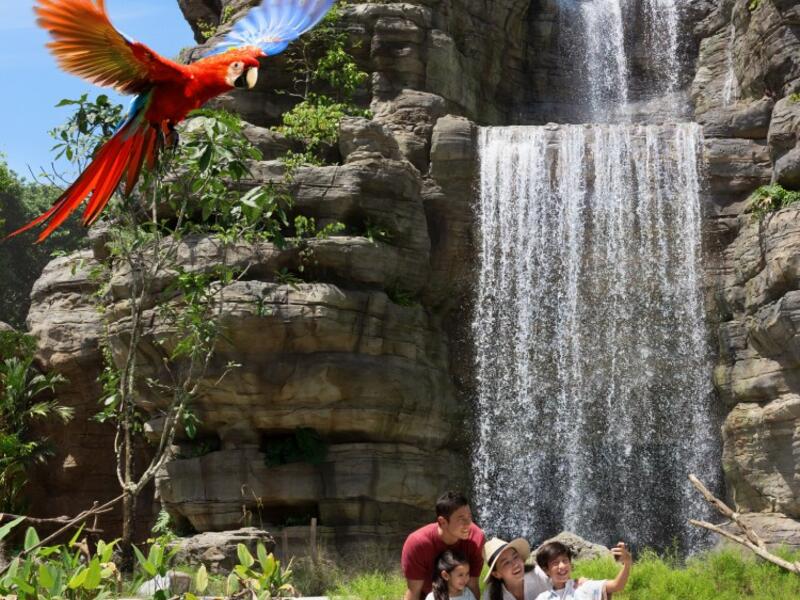 Bird Paradise