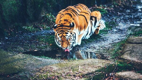 Singapore Night Safari Guide 2026: Tickets, Tram Ride, Shows & Tips