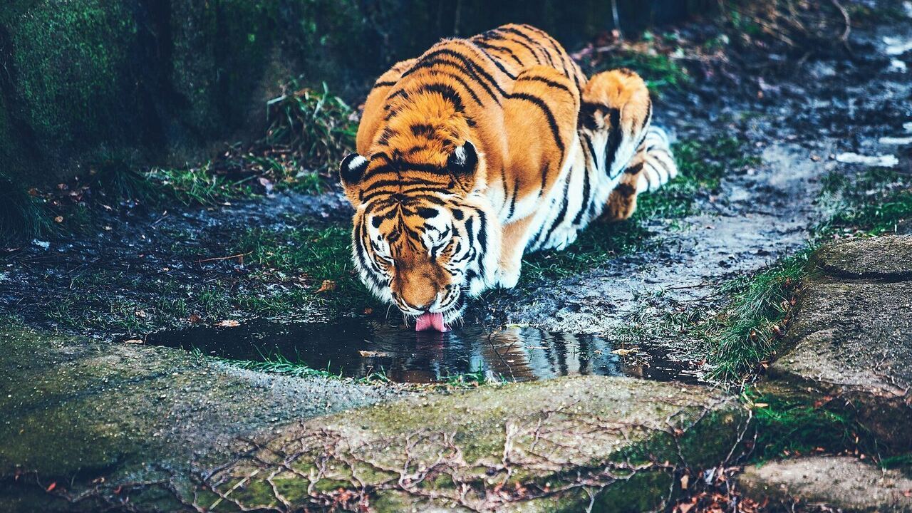 Singapore Night Safari Guide 2026: Tickets, Tram Ride, Shows & Tips