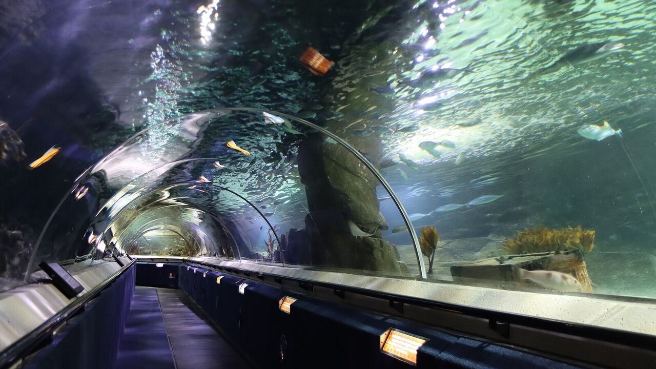Singapore Oceanarium – Complete Visitor Guide (2026): Tickets, Highlights & Tips