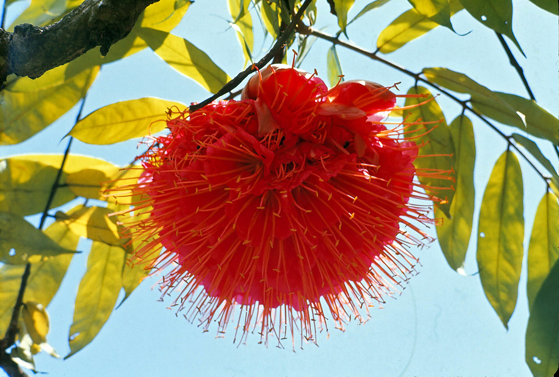 National Orchid Garden Singapore Visitor Guide